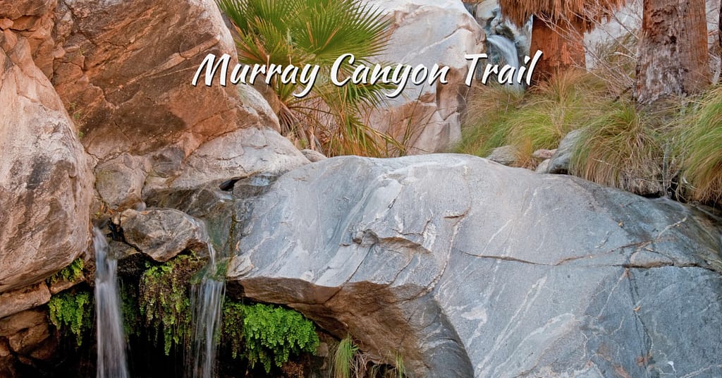 Murray Canyon Trail
