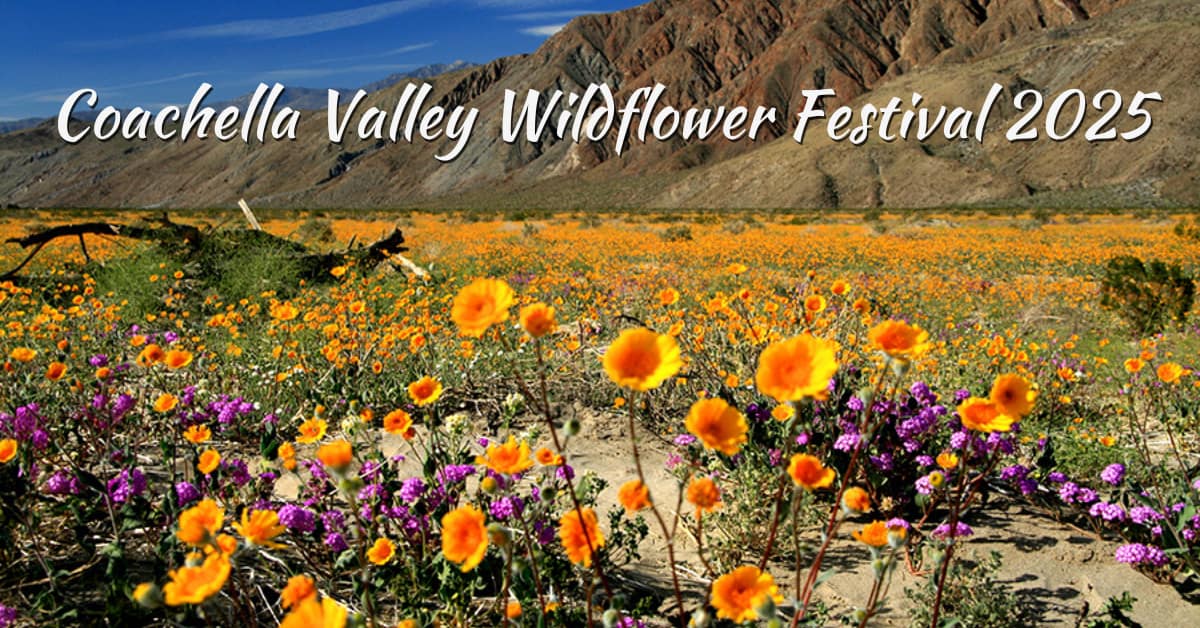 Coachella Valley Wildflower Festival 2025 | Vibrant Spring Guide