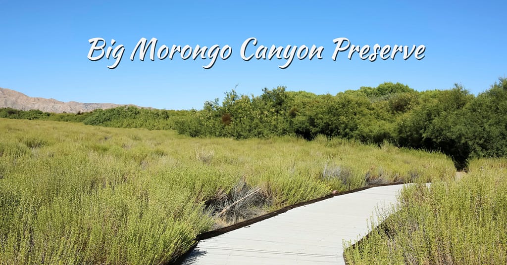 Big Morongo Canyon Preserve