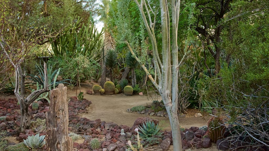 Moorten Botanical Garden Photos: Best Spots and Shooting Tips