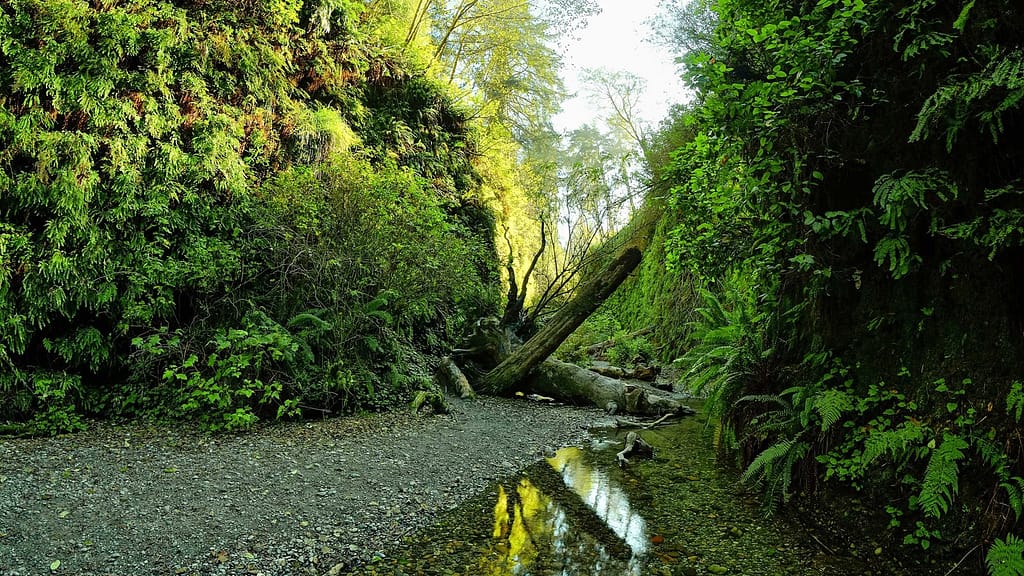 Fern Canyon Trail - Best Hidden Gem Waterfall Hike in Palm Springs