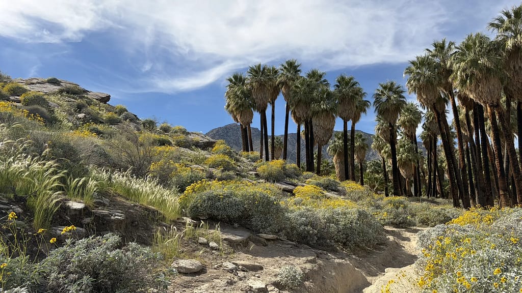 Murray Canyon + Coffman Trail Loop - Best Waterfall Loop Hike Near Palm Springs