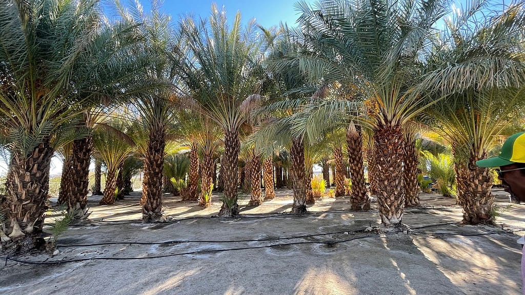 Date Farm Tours Palm Springs Price: Sam Cobb Farms (Desert Hot Springs)