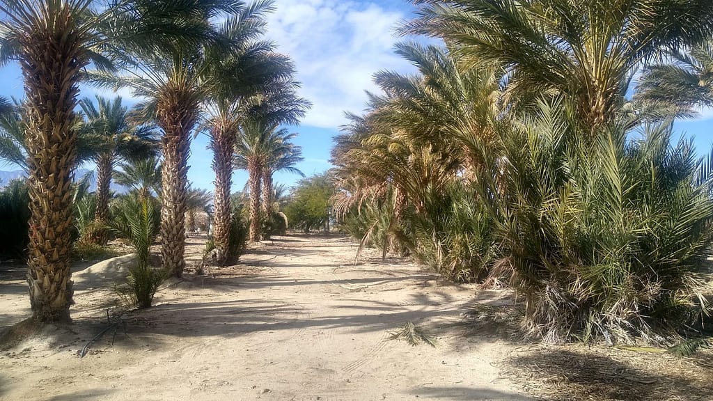 San Marcos Date Farm: Desert Hot Springs