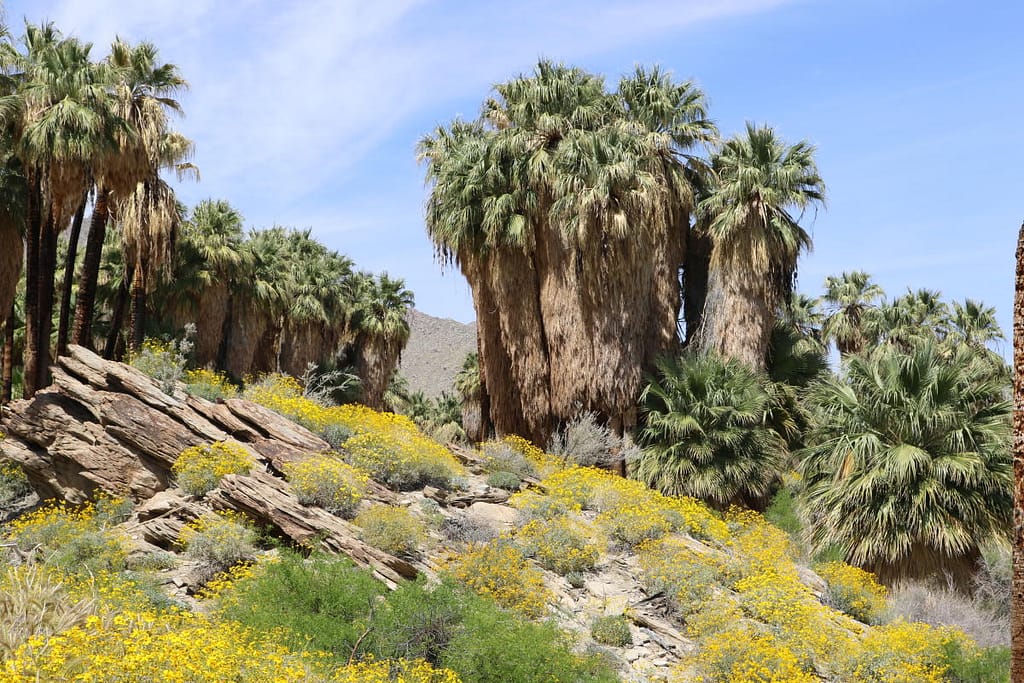 Andreas Canyon Trails