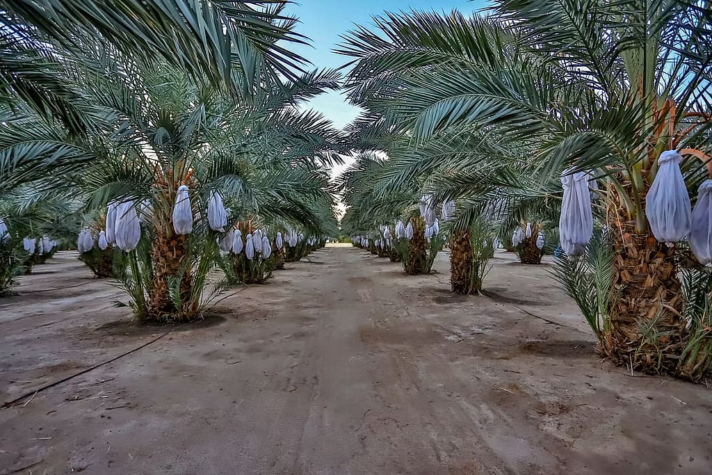 Regulus Date Ranch (Thermal)