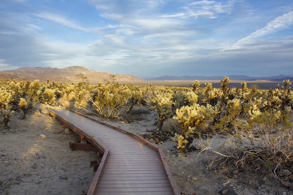 Cholla Cactus Garden