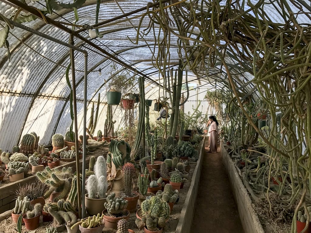 Why the Moorten Botanical Garden Is Genuinely Worth Your Time