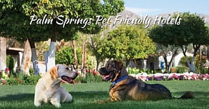 Palm Springs Pet Friendly Hotels