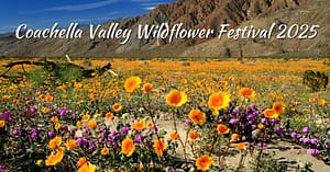 Coachella Valley Wildflower Festival