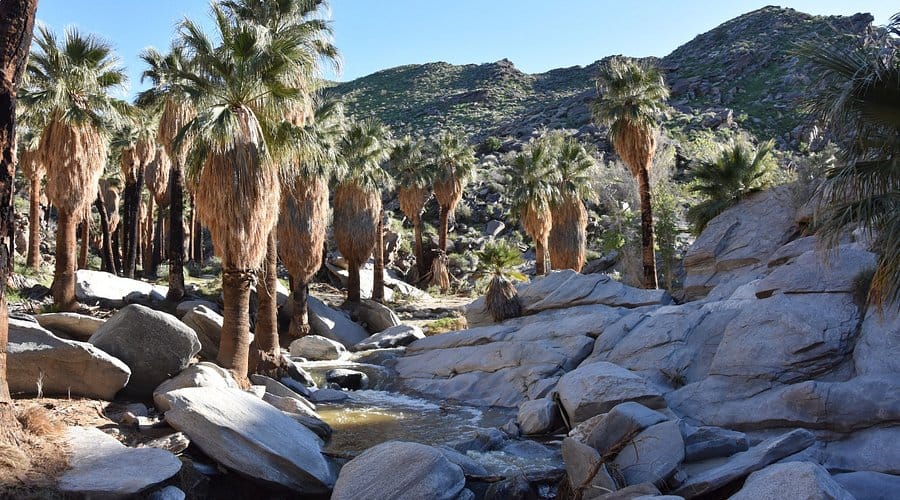 Palm Canyon Trails