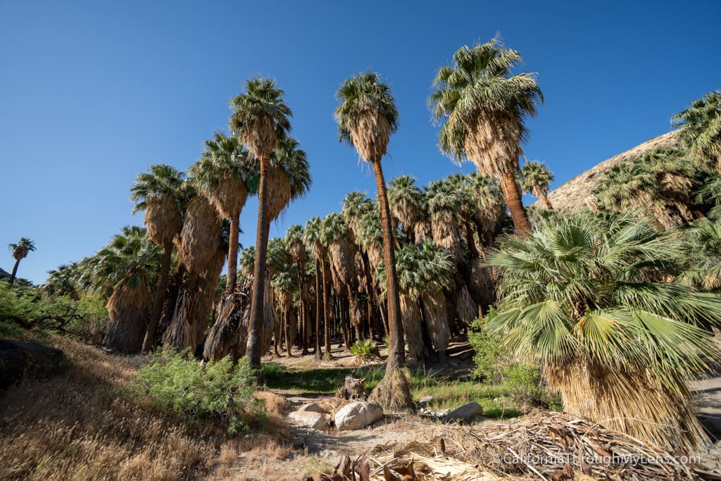 What Is Indian Canyons and Why It's Worth Your Morning?