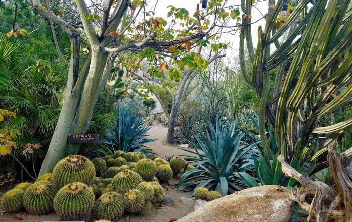 Moorten Botanical Garden