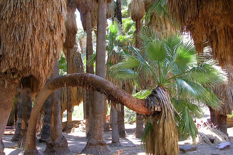 Hike the Native Palm Oases at Indian Canyons