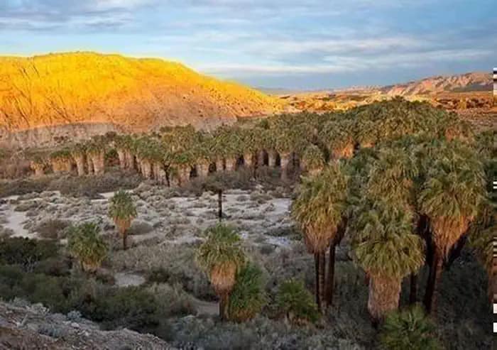 Explore the Coachella Valley Preserve