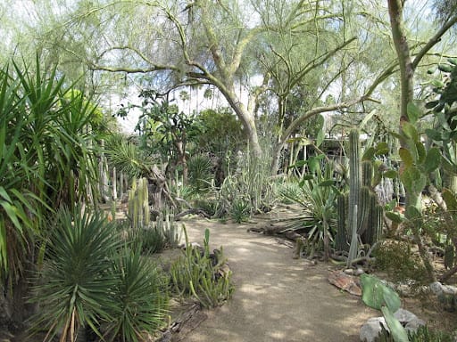 Explore the Cactarium at Moorten Botanical Garden