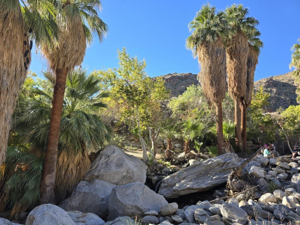 Indian Canyons: Andreas Canyon Hike
