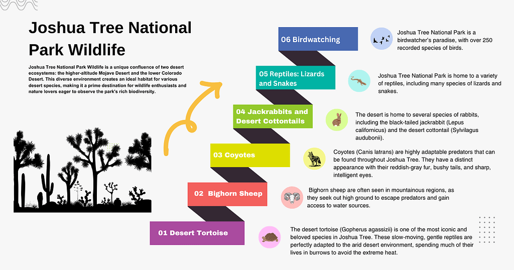 Joshua Tree National Park Wildlife