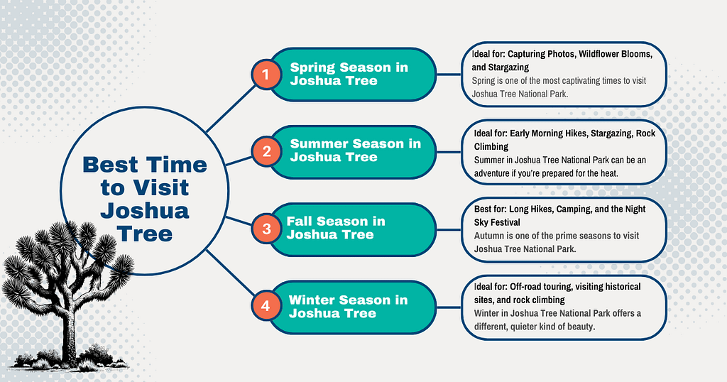 Best Time to Visit Joshua Tree