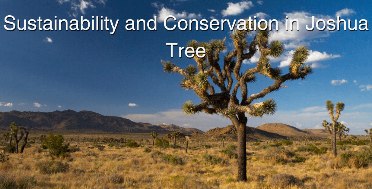 Sustainability and Conservation in Joshua Tree