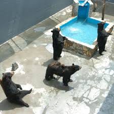 Cherokee Bear Zoo Photos: