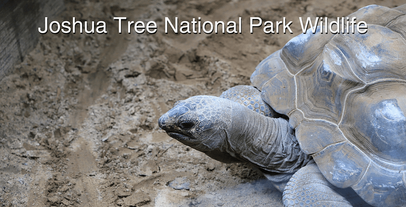 Joshua Tree National Park Wildlife