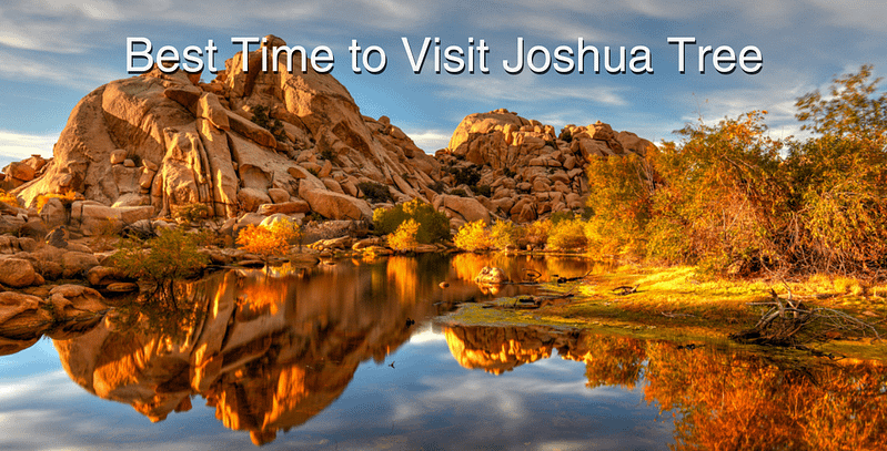 Best Time to Visit Joshua Tree