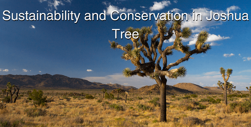 Sustainability and Conservation in Joshua Tree