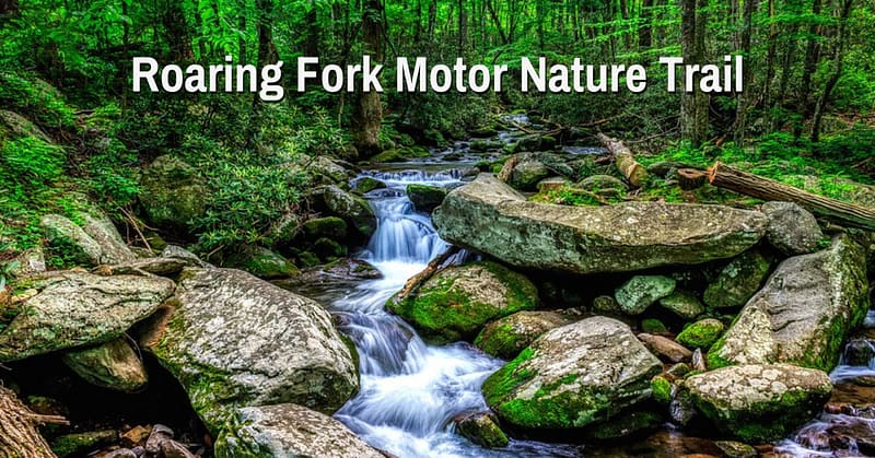 Roaring Fork Motor Nature Trail Guide: 7 Stunning Stops (2026) 8 Roaring Fork Motor Nature Trail
