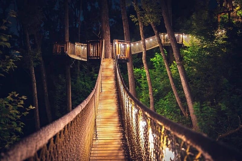 Treetop Skywalk at Anakeesta – Gatlinburg’s Elevated Forest Adventure + Travel Tips 2026 8 Treetop Skywalk at Anakeesta