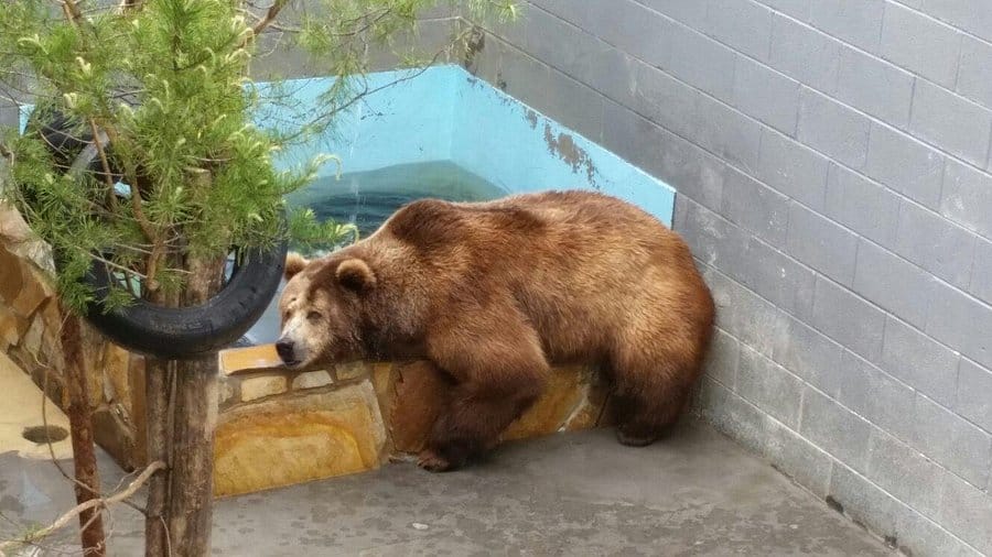 Cherokee Bear Zoo: Is It Worth Visiting? 2026 Guide 4 Cherokee Bears feeding Time